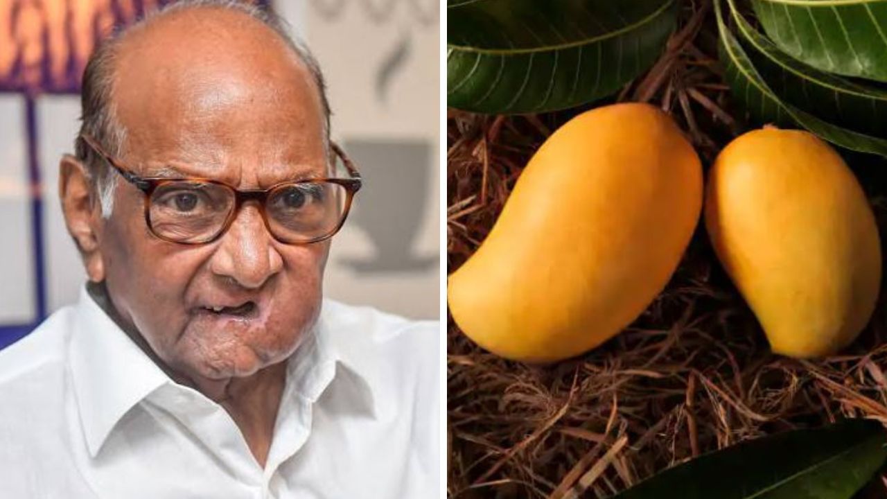 किसान ने उगाए तीन-तीन किलोग्राम के VIP आम, नाम रखा शरद पवार... जानें इसके पीछे की दिलचस्प कहानी किसान ने उगाए तीन-तीन किलोग्राम के VIP आम, नाम रखा शरद पवार... जानें इसके पीछे की दिलचस्प कहानी