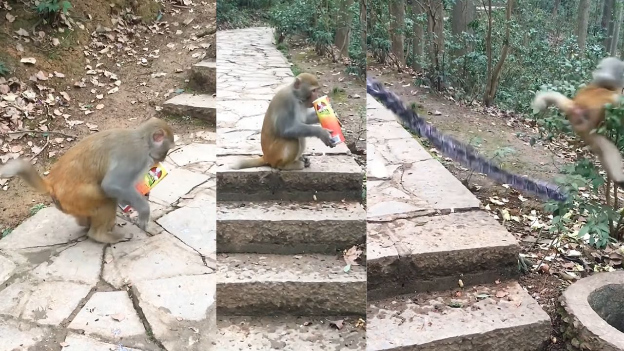 VIDEO: शख्स ने बंदर के साथ किया प्रैंक, अंत में हुआ कुछ ऐसा जानवर को लगा जोरदार झटका VIDEO: शख्स ने बंदर के साथ किया प्रैंक, अंत में हुआ कुछ ऐसा जानवर को लगा जोरदार झटका