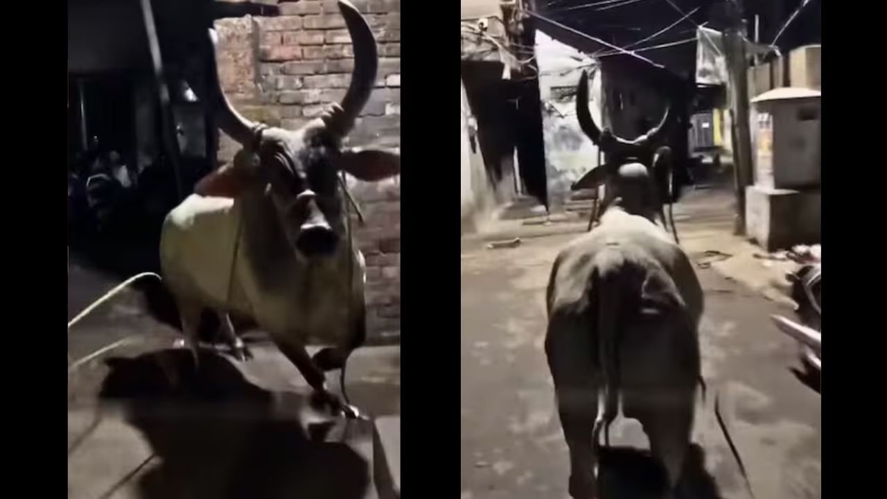 Viral: गुस्सैल बैल का वीडियो बनाने के चक्कर में फंसा शख्स, दौड़ा-दौड़ाकर जानवर ने हालत कर दी पतली