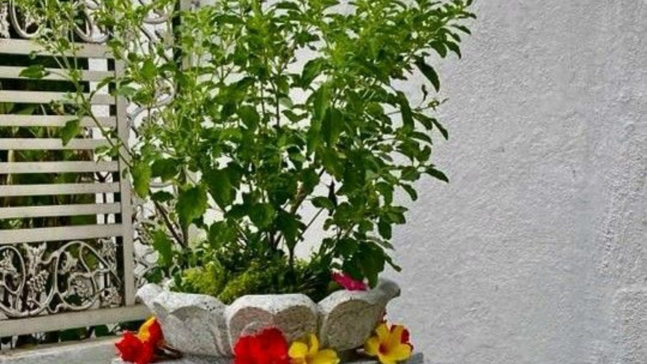 Importance Of Tulsi Puja In Sawan (3)