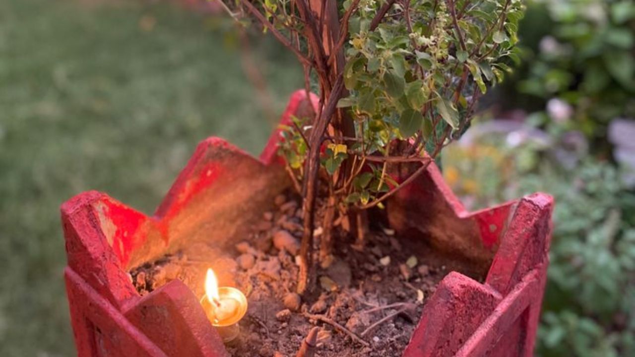 Importance Of Tulsi Puja In Sawan (5)