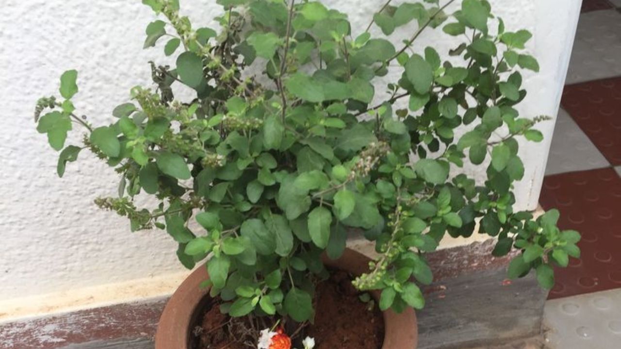 Importance Of Tulsi Puja In Sawan (7)