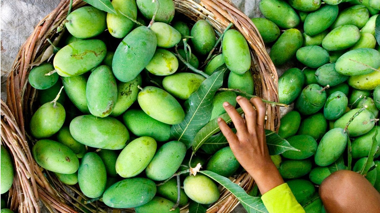लंगड़ा आम नाम कैसे पड़ा ? जानें इसके पीछे की दिलचस्प कहानी
