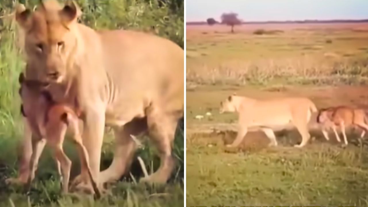 Viral: बछड़े की जान बचाने के लिए दो शेरनियों में हुई भयंकर लड़ाई, देखिए हैरान कर देने वाला वीडियो