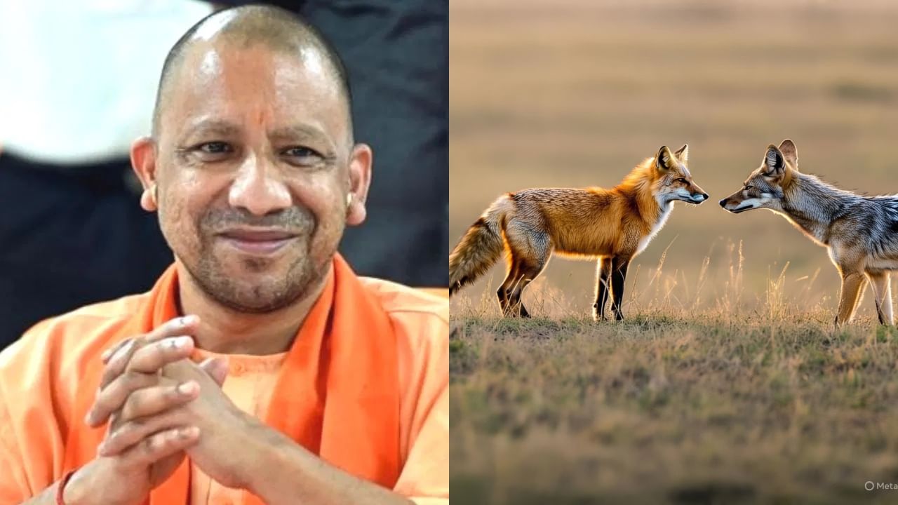 लोमड़ी और सियार के काटने से मौत पर मिलेंगे 4 लाख, योगी सरकार ने लिया बड़ा फैसला