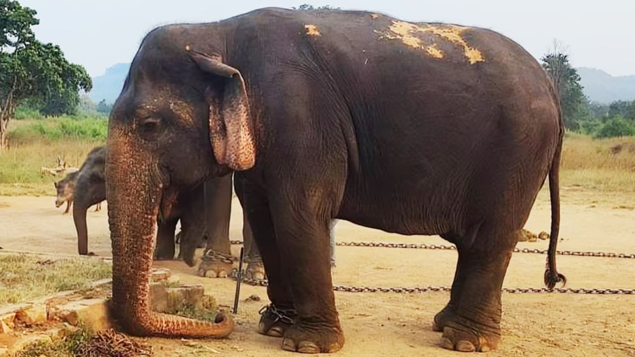 Asia's Oldest Elephant Vatsala Dies In Mp