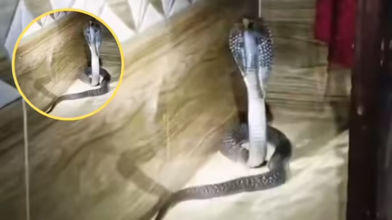 Viral Video: मजे से बेडरूम में सो रहा था परिवार, गुस्से में बाहर आया कोबरा...फुंफकार के कर रहा था इंतजार Viral Video: मजे से बेडरूम में सो रहा था परिवार, गुस्से में बाहर आया कोबरा...फुंफकार के कर रहा था इंतजार