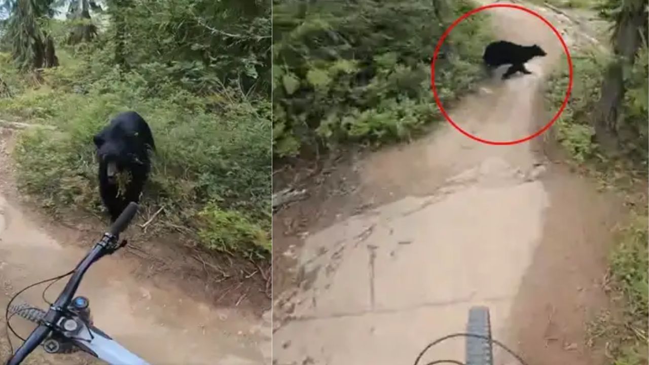 Viral Video: जंगल में साइकिल के आगे अचानक आया भालू, फिर हुआ कुछ ऐसा...जिसको किसी की नहीं थी उम्मीद Viral Video: जंगल में साइकिल के आगे अचानक आया भालू, फिर हुआ कुछ ऐसा...जिसको किसी की नहीं थी उम्मीद