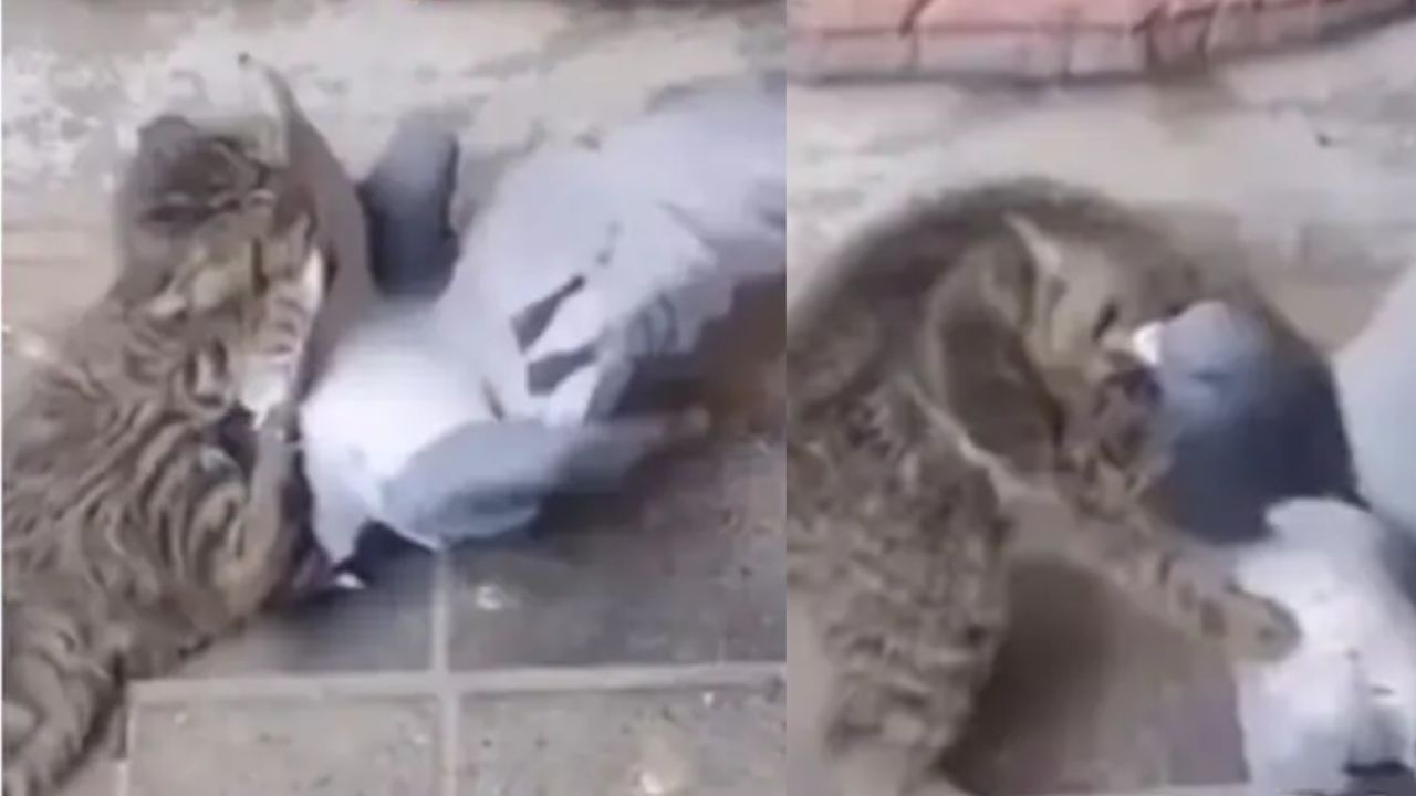 Viral Video: बिल्ली और कबूतर की हुई लड़ाई, अंत में परिंदा खतरनाक तरीके से मार गया बाजी Viral Video: बिल्ली और कबूतर की हुई लड़ाई, अंत में परिंदा खतरनाक तरीके से मार गया बाजी