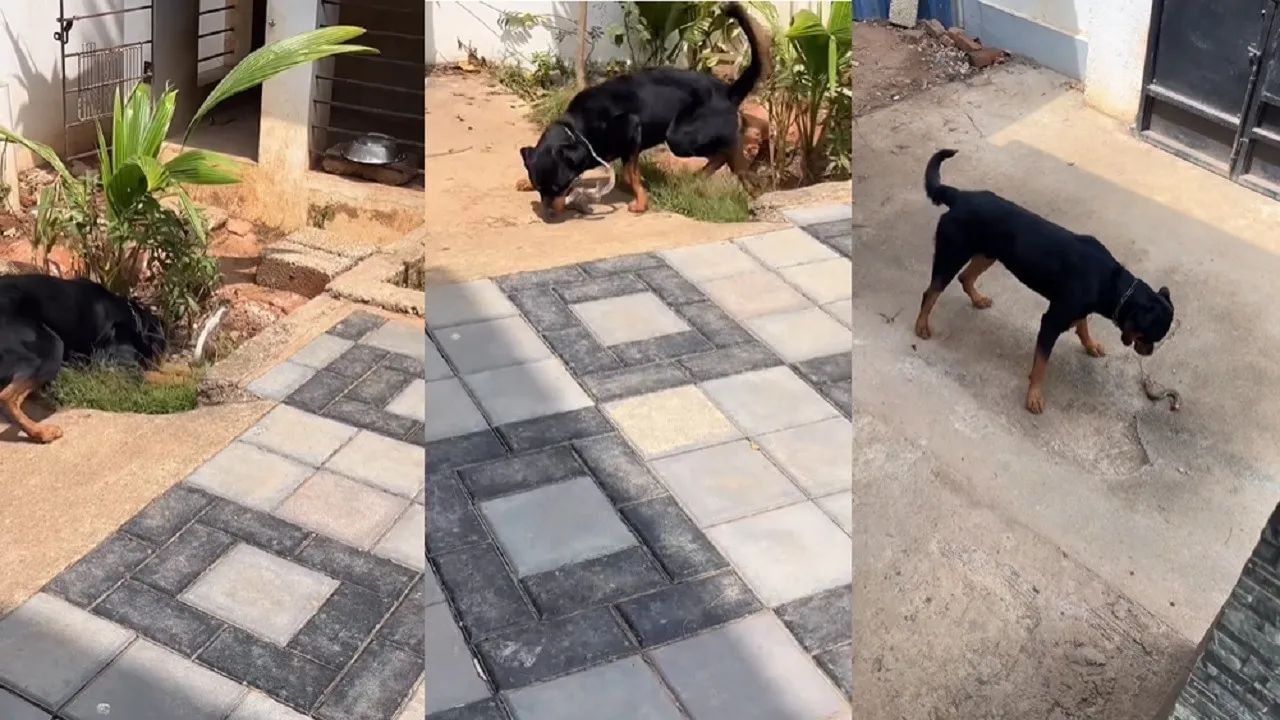 Viral Video: घर में घुसा जहरीला सांप तो भिड़ गया कुत्ता, किया ऐसा वार एक झटके में किए दो टुकड़े Viral Video: घर में घुसा जहरीला सांप तो भिड़ गया कुत्ता, किया ऐसा वार एक झटके में किए दो टुकड़े