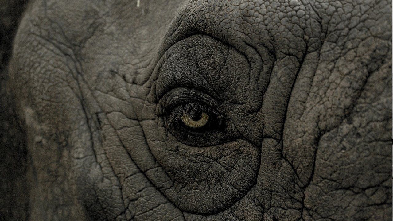 Elephant Old Age Sign