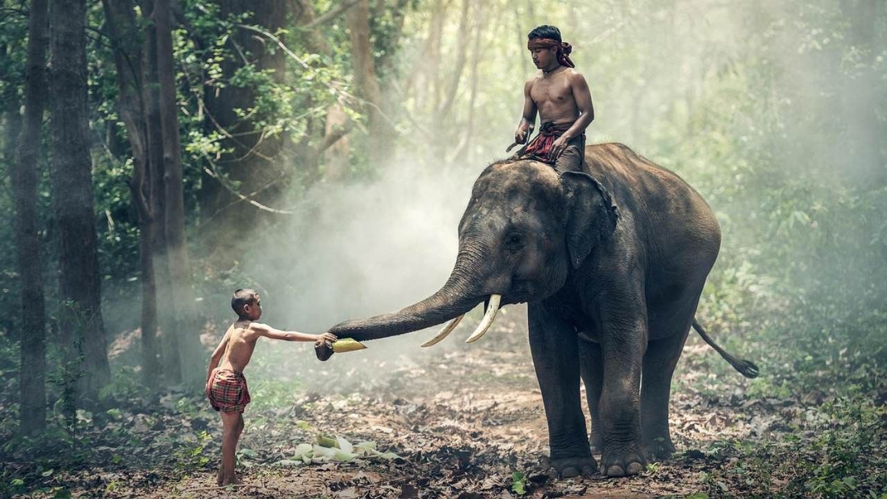 Elephant Timespan