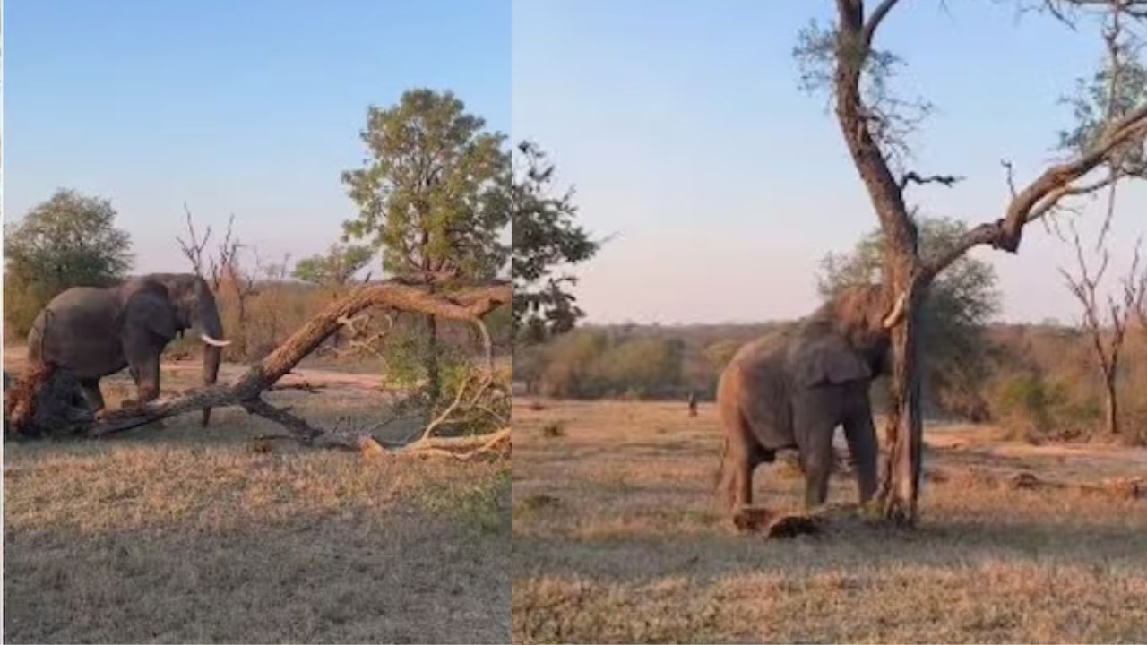 Viral Video: हाथी ने दिखाई क्या होती है वाइल्ड पॉवर, झटका देकर उखाड़ दिया विशालकाय पेड़