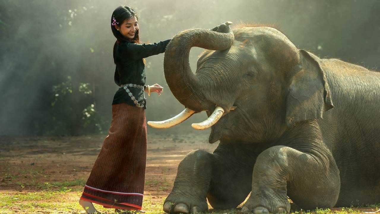 How Long Do Elephants Live
