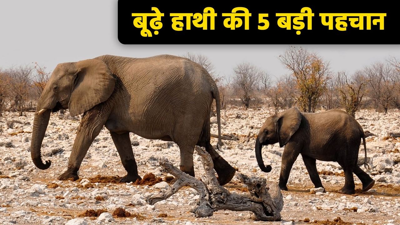 कितने साल जीता है हाथी? MP में एशिया की सबसे बूढ़ी हथिनी की मौत