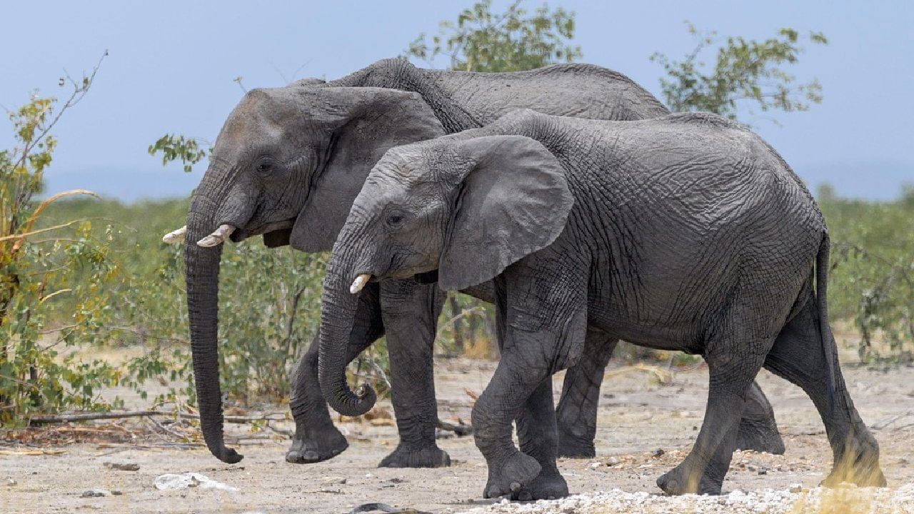 How Long Elephant Lives