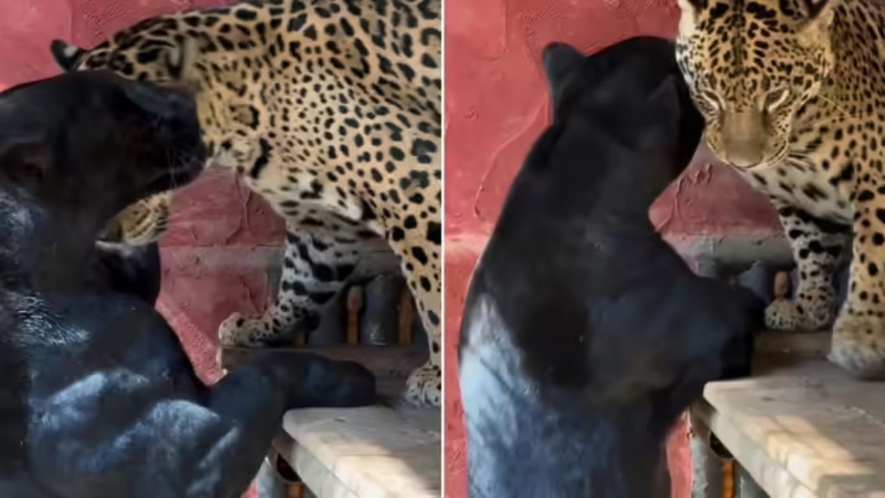 Viral Video: जैगुआर और ब्लैक पैंथर के बीच प्यार से पहले हुई पटका-पटकी, पहली बार एक मिले एक मैटिंग पेयर! Viral Video: जैगुआर और ब्लैक पैंथर के बीच प्यार से पहले हुई पटका-पटकी, पहली बार एक मिले एक मैटिंग पेयर!