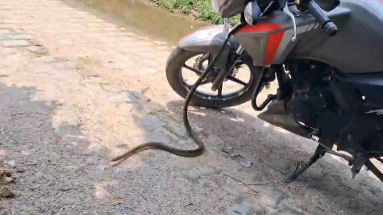 ट्रिंग-टिंग... फोन की घंटी बजी, बीच रास्ते रुककर उठाया कॉल, तभी बाइक में घुस गया 'नागराज'
