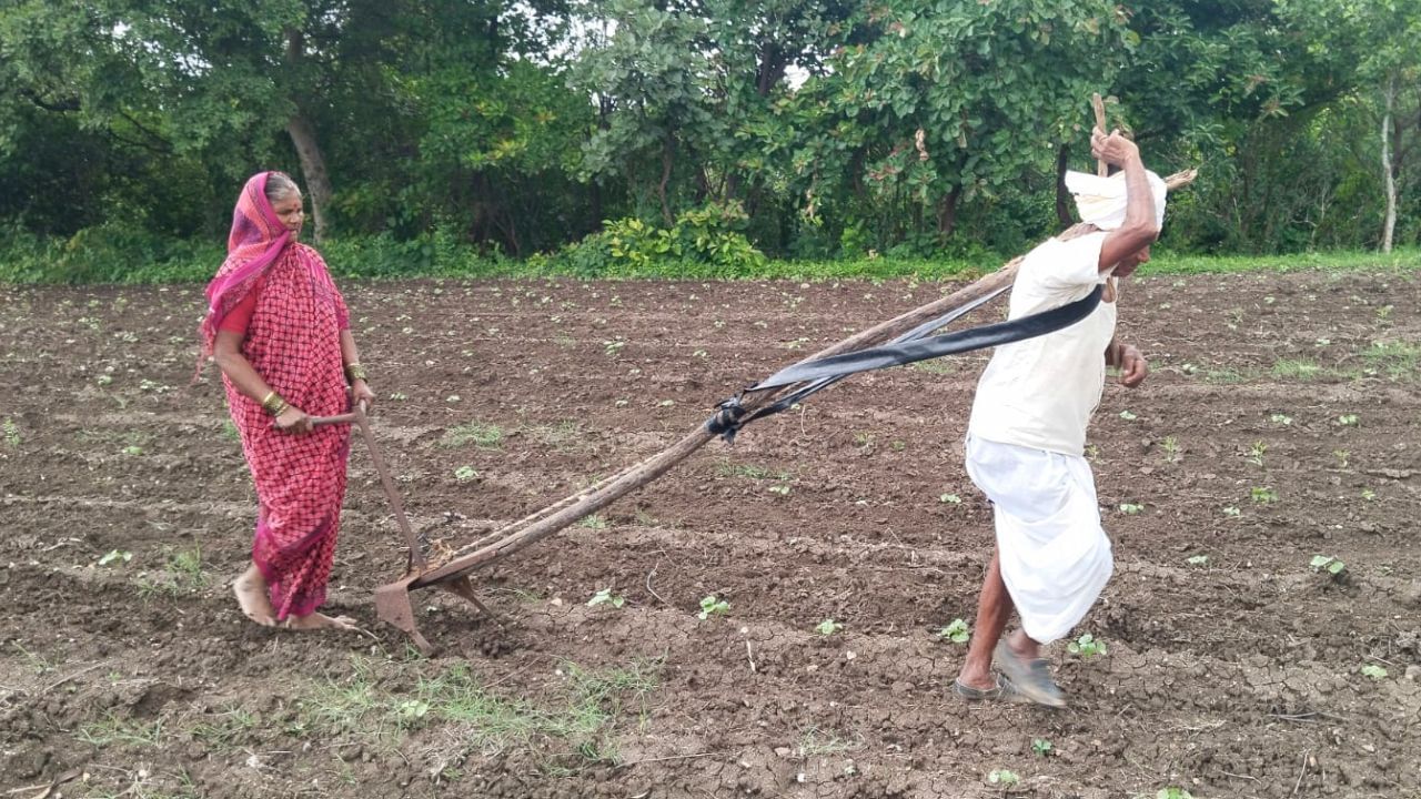 हाय रे गरीबी! ट्रैक्टर के पैसे नहीं तो हल में बैल की जगह खुद जुत गया बूढ़ा किसान... रुला देगी इनकी कहानी