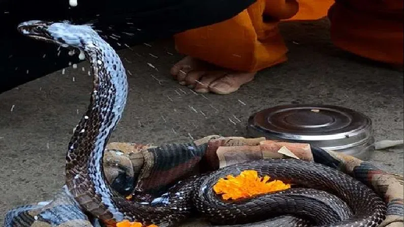 कैसे हुई नाग पंचमी मनाने की शुरुआत, नागों को क्यों प्रिय है पंचमी तिथि? कैसे हुई नाग पंचमी मनाने की शुरुआत, नागों को क्यों प्रिय है पंचमी तिथि?
