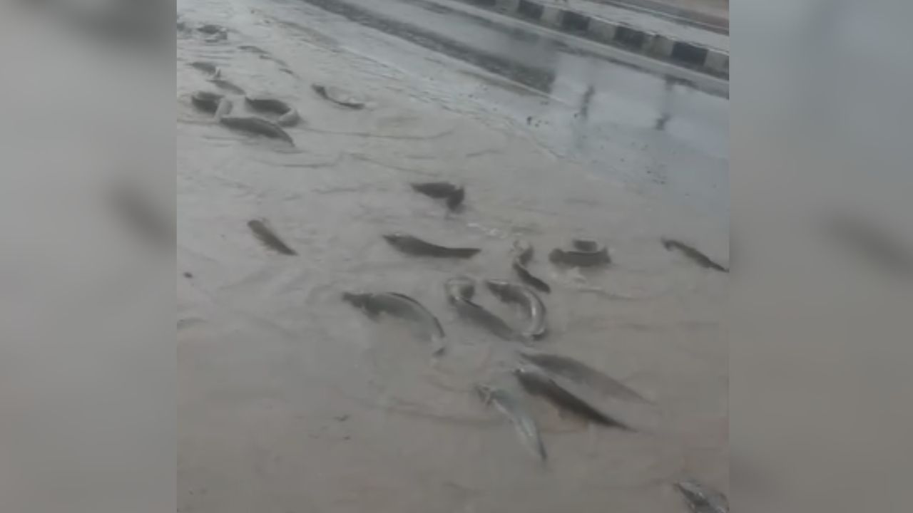 नागौर में सड़कों पर तैरने लगीं मछलियां... हैरान कर देने वाला वीडियो हुआ वायरल नागौर में सड़कों पर तैरने लगीं मछलियां... हैरान कर देने वाला वीडियो हुआ वायरल
