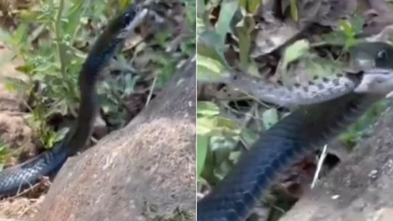 Viral Video: एक झटके में दूसरे सांप को निगल गए नागराज, पलक झपकते ही निपटाया अपना शिकार Viral Video: एक झटके में दूसरे सांप को निगल गए नागराज, पलक झपकते ही निपटाया अपना शिकार