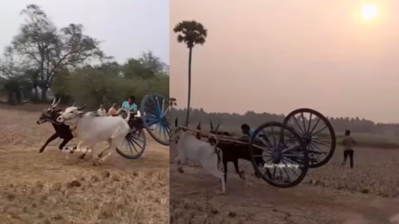 बैलगाड़ी पर बंदे ने दिखाया खतरनाक स्टंट, पलटी गाड़ी पर बंदे ने अचानक बदल दिया खेल